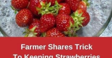 How To Keep Your Strawberries Fresh for Longer