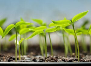 Start seeds indoors