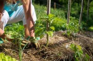 Mulch around plants