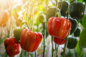 Harvest fruit when ready