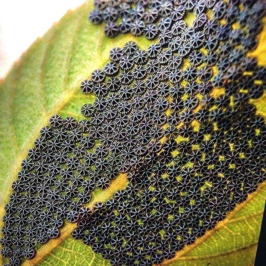 Insect Egg Clusters on Leaves