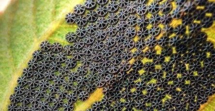 Insect Egg Clusters on Leaves