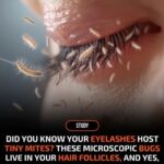 The Quiet Roommates You Never Knew You Had