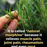 A Natural Ally for Seniors