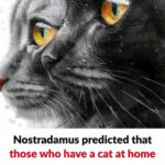 The Unexpected Spiritual Significance of Your Cat