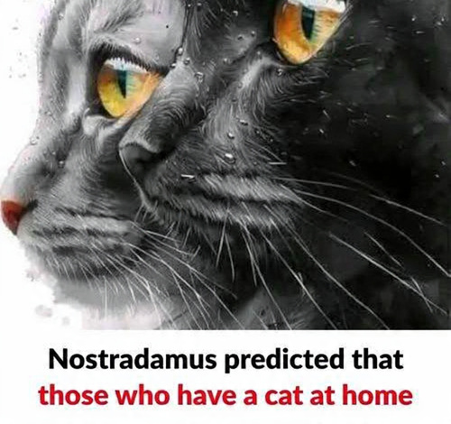 The Unexpected Spiritual Significance of Your Cat