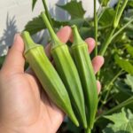 Experts Explain Why Okra Might Be Good for Your Health