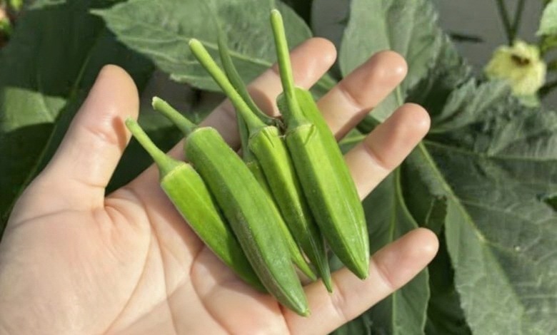 Okra health benefits