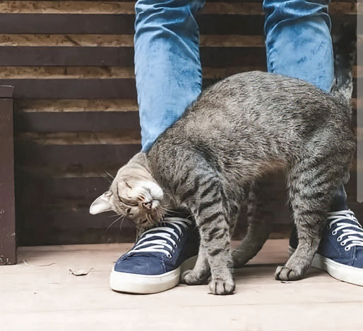 Why does my cat rub against me