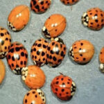 yellow ladybug meaning